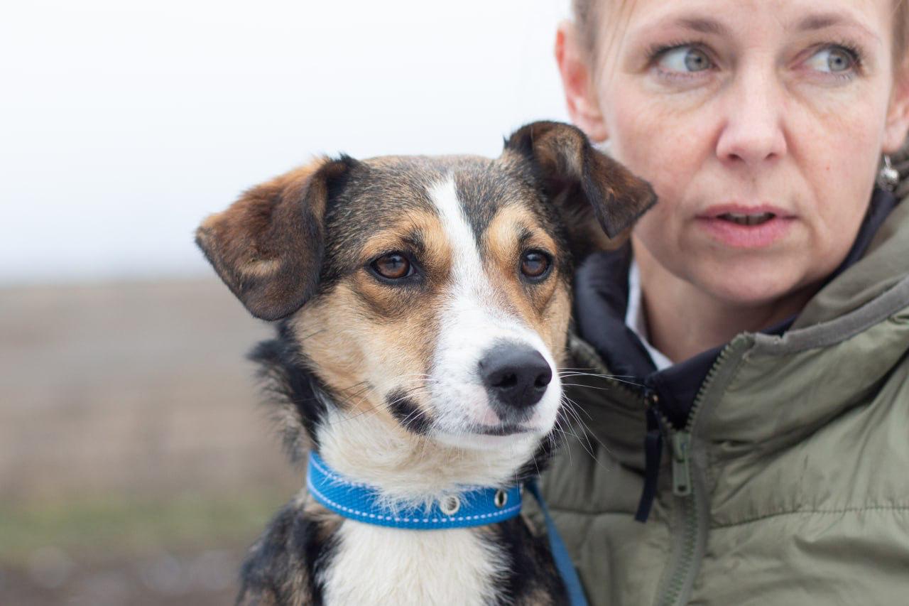 Chiens à adopter